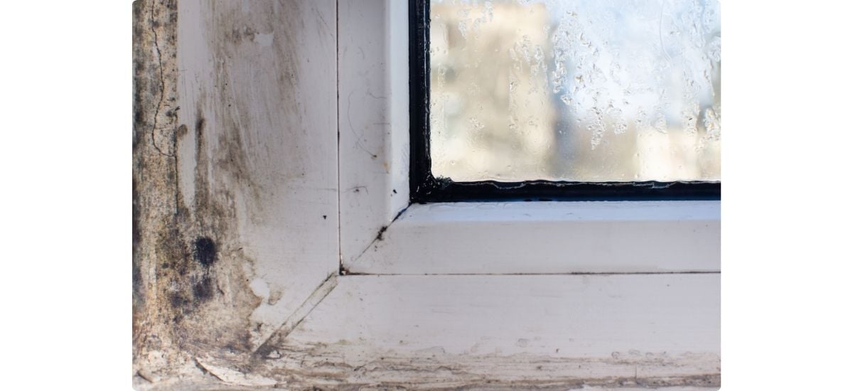 moldy window